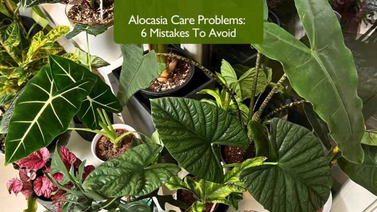 Alocasia care problems – healthy Alocasia varieties showing proper indoor plant care and lighting