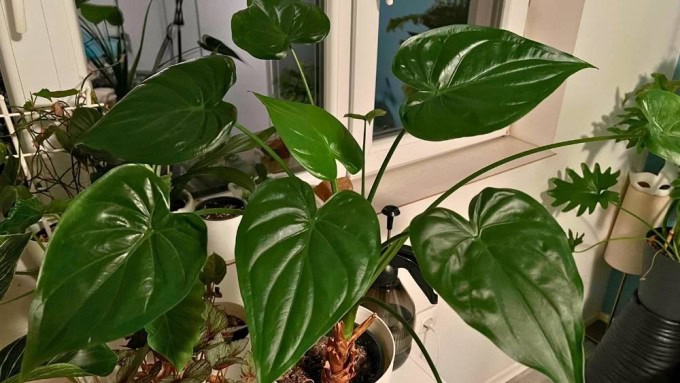 Healthy Alocasia plant with glossy leaves showing proper humidity and airflow — a contrast to common Alocasia care problems.