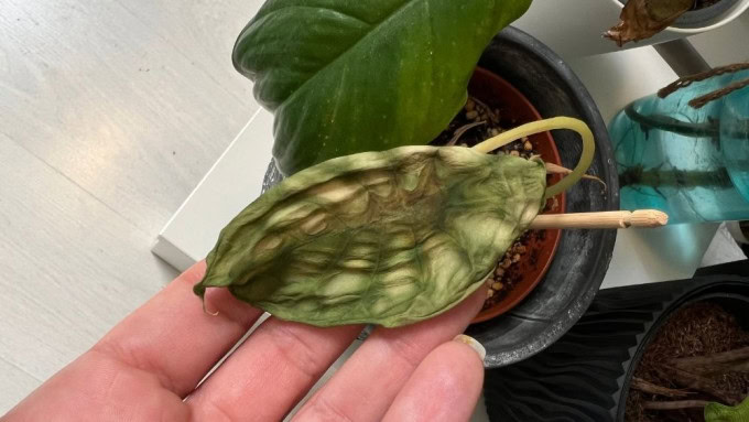 Alocasia care problems - overwatered Alocasia leaf with soft brown patches and collapsed texture, showing early signs of root rot.
