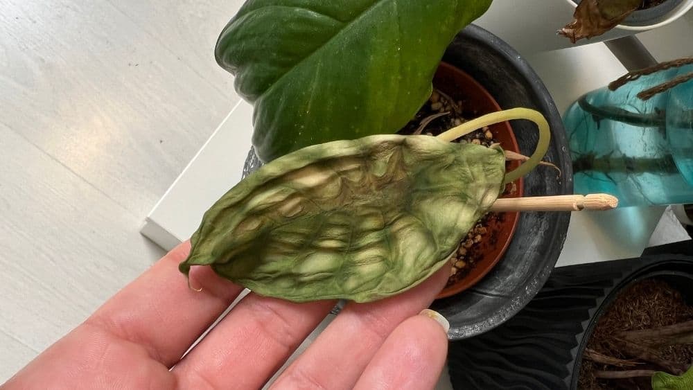 Alocasia care problems - overwatered Alocasia leaf with soft brown patches and collapsed texture, showing early signs of root rot.