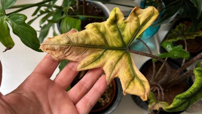 Yellowing, crispy Alocasia leaf caused by soil issues and root stress - a common Alocasia care problem related to dense or poorly aerated soil.