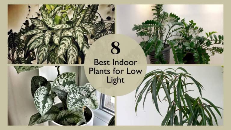8 Best Indoor Plants for Low Light