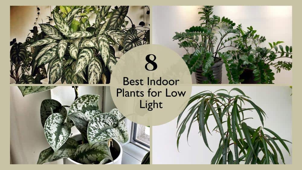 8 Best Indoor Plants for Low Light