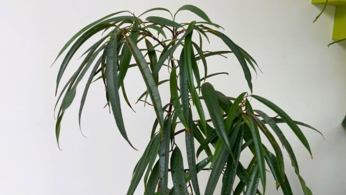 Ficus Alii indoor plant for low light with long narrow leaves growing in a bright home corner