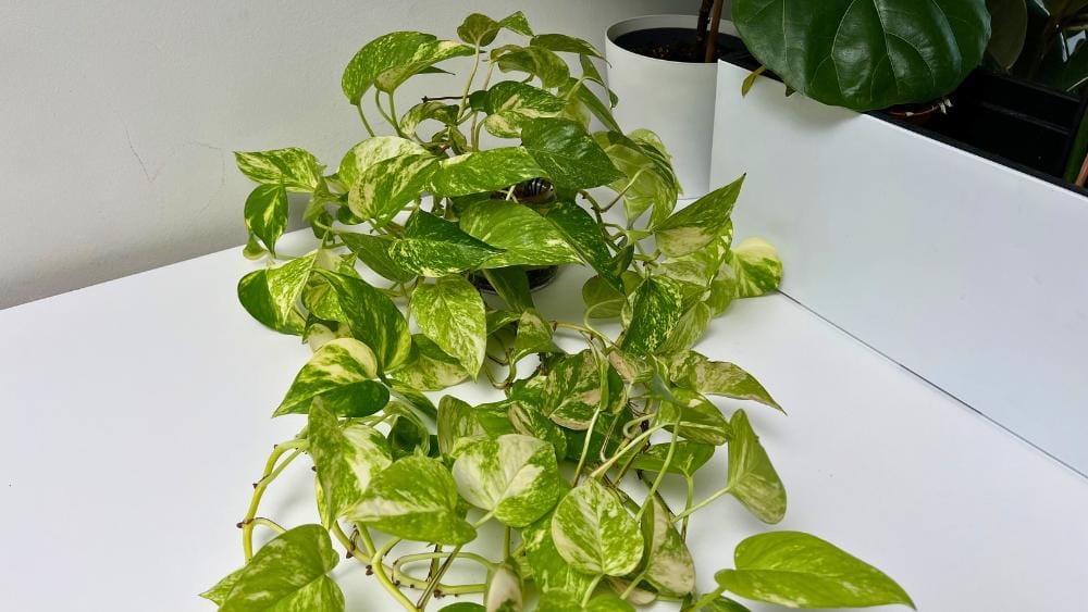 Golden Pothos is one of the best indoor plants for low light, growing well in a north-facing room