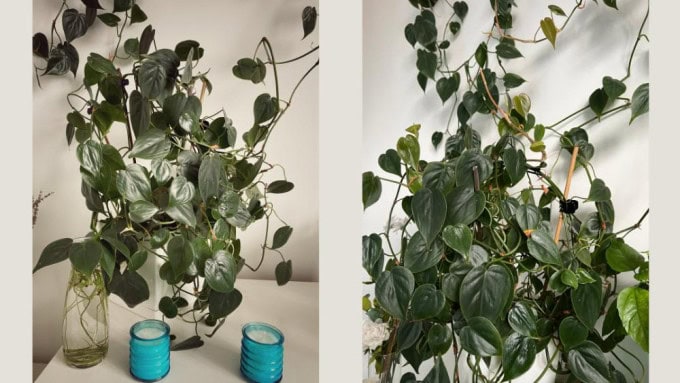 Heartleaf Philodendron growing in low light, one of the best indoor plants for low light conditions