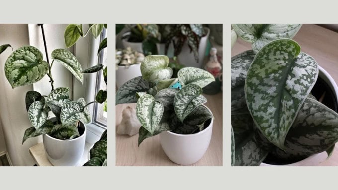 Silver Pothos Scindapsus pictus growing well in low light, one of the best indoor plants for low light conditions