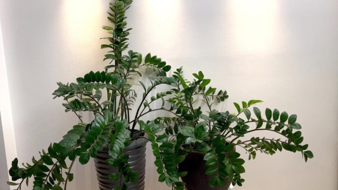 ZZ Plant thriving in a low light corner, one of the best indoor plants for low light conditions