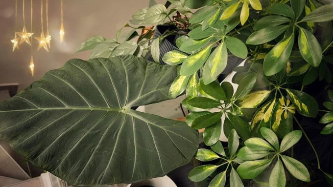 Beautiful thriving Alocasia and Schefflera plants indoors, illustrating plant health and sensitivity - can plants feel vibrations research example.