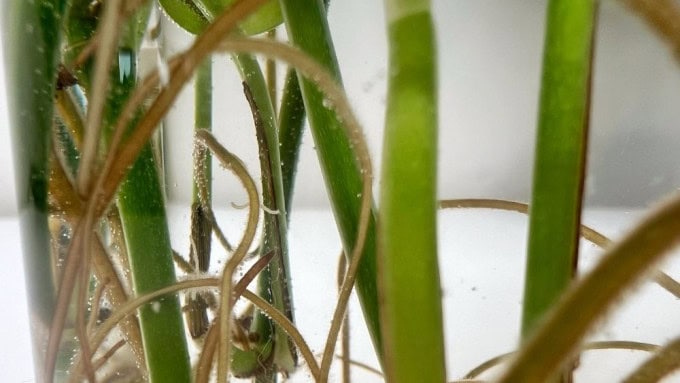 music for root growth using 174 Hz pure tone during plant propagation