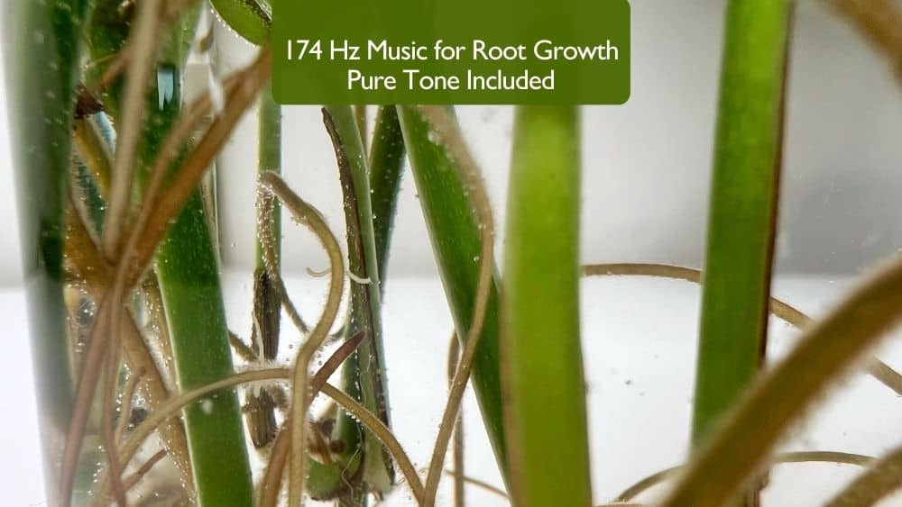 Music for root growth with a 174 Hz pure tone used during plant propagation