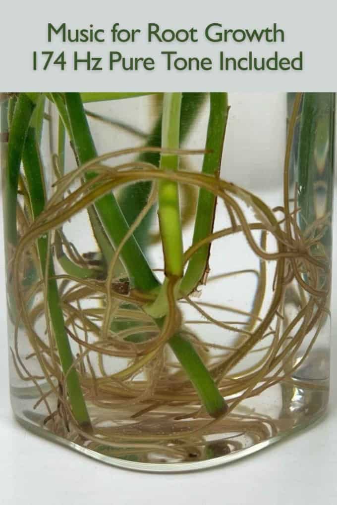 Music for Root Growth: 174 Hz Pure Tone