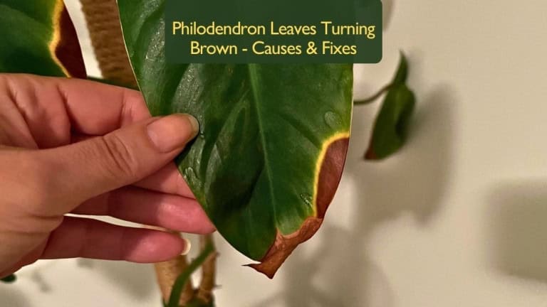 Philodendron leaves turning brown with crispy edges caused by low humidity or watering stress