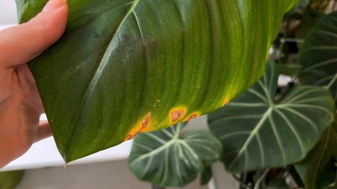 Fertilizer burn causing philodendron leaves turning brown with crispy edges