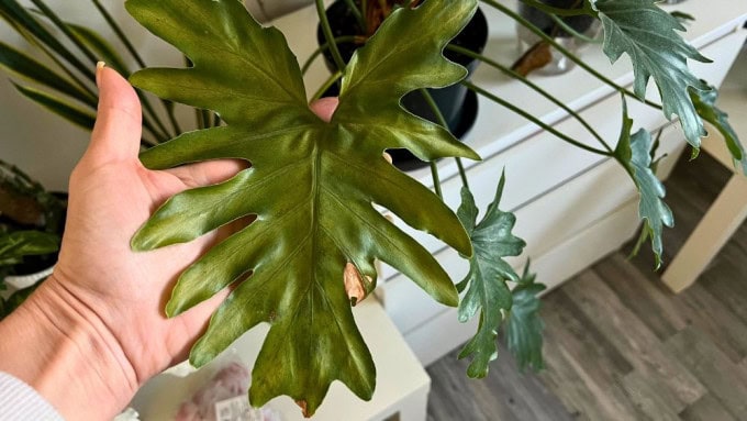 Light stress causing philodendron leaves turning brown and fading