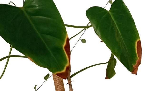 Low humidity causing philodendron leaves turning brown with crispy edges