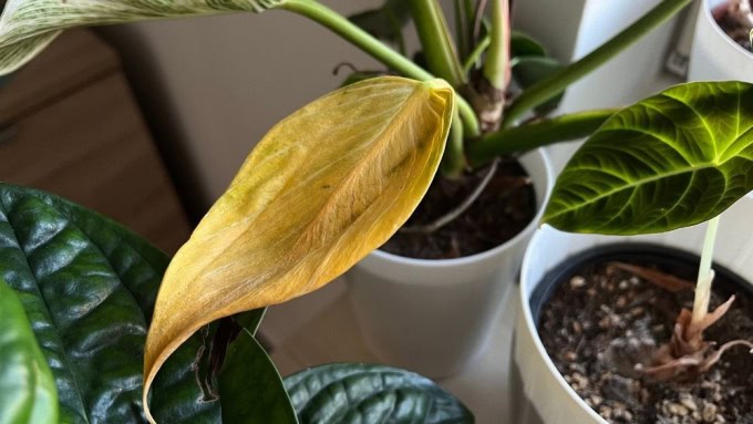 Natural aging causing older philodendron leaves turning brown and yellow