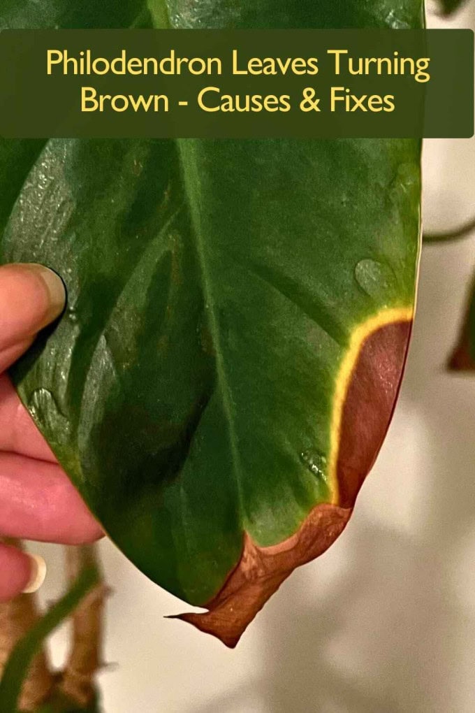Philodendron Leaves Turning Brown - Causes & Fixes
