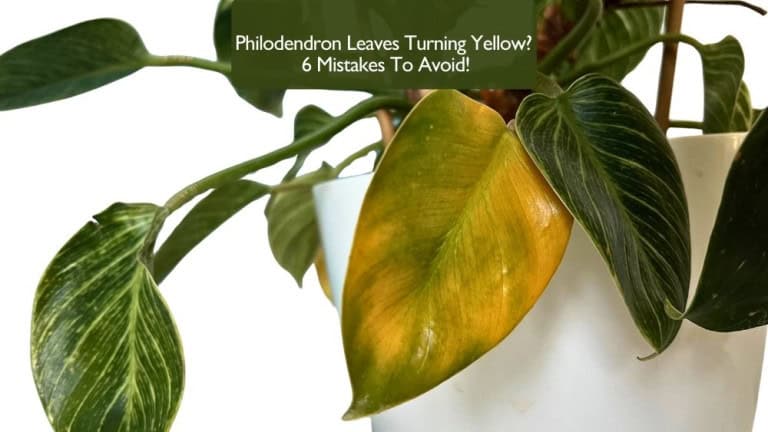 Philodendron leaves turning yellow due to common care mistakes like overwatering and low light