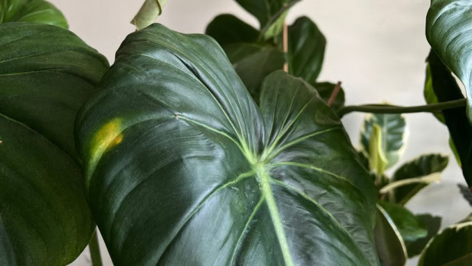 Early signs of philodendron leaves turning yellow