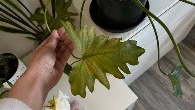 Philodendron leaves turning yellow due to nutrient deficiency