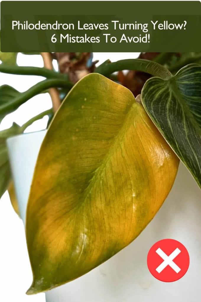 Philodendron leaves turning yellow