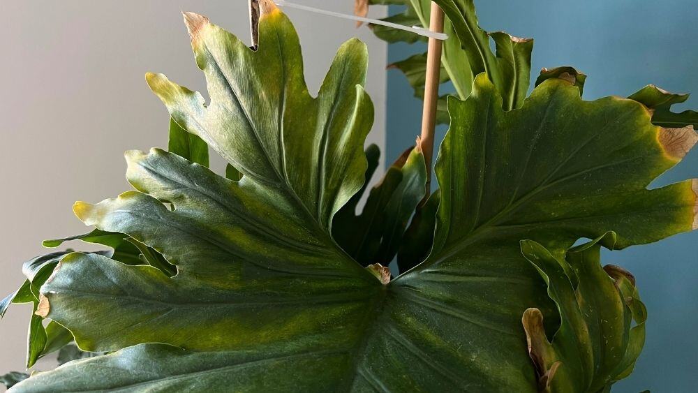 Philodendron leaves turning yellow due to underwatering