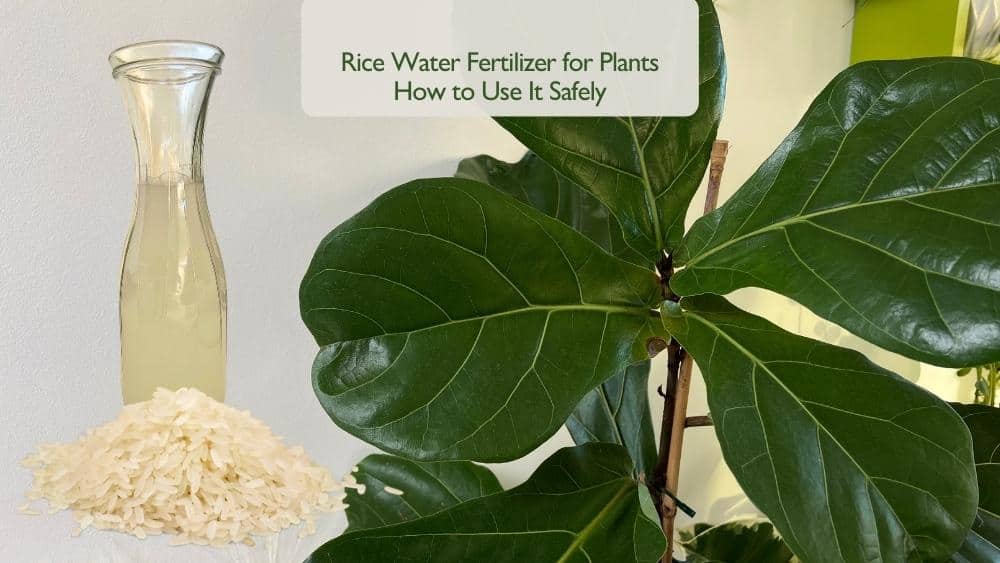 rice water fertilizer for plants used safely on houseplants