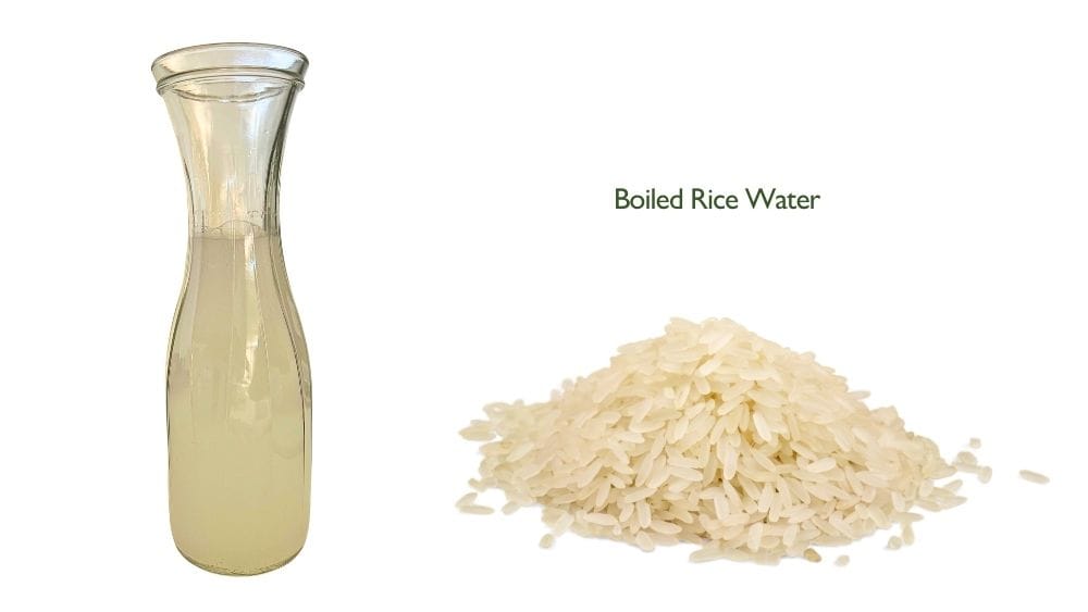 boiled rice water for plants prepared as a safe fertilizer