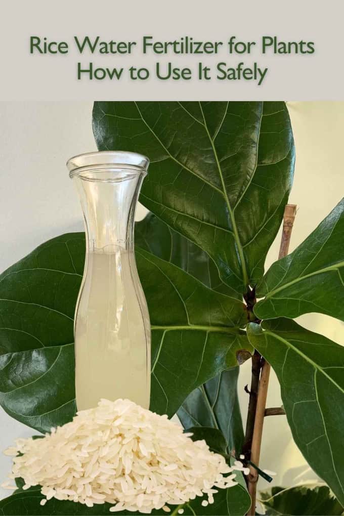 rice water fertilizer for plants step by step guide