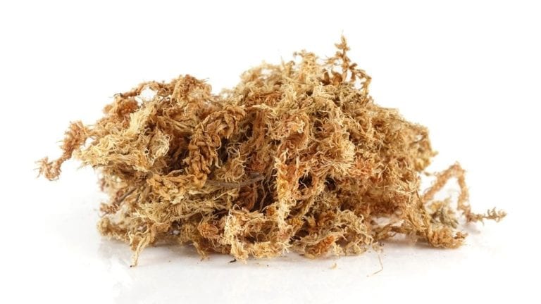 Sphagnum moss for houseplants shown as clean dried long fibers, used for propagation, soil mixes, and root rot recovery.