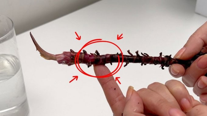 How to propagate Philodendron Pink Princess – identifying nodes on the stem before making propagation cuts.