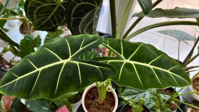 Alocasia Frydek care showing dark green velvet leaves with bright white veins indoors