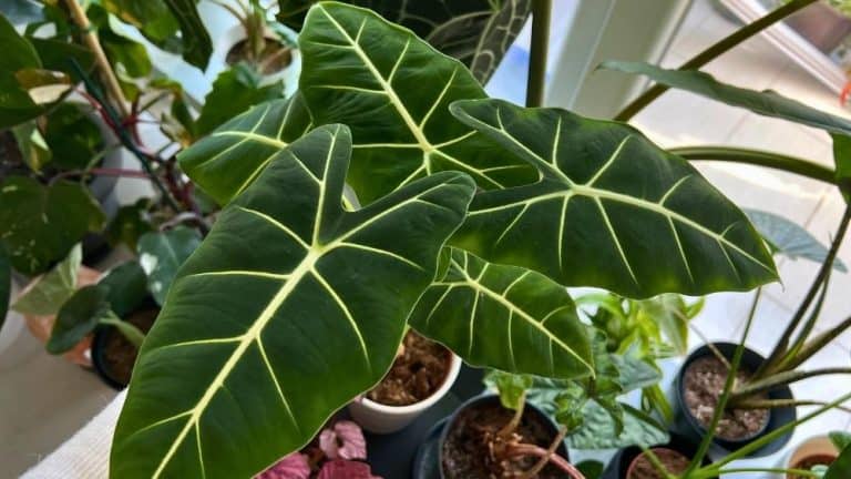 Alocasia Frydek care with dark green velvet leaves and bright white veins indoors