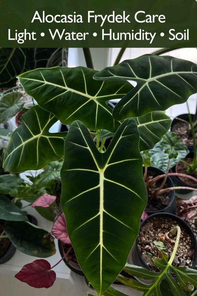 Alocasia Frydek care guide for light, watering, humidity and soil mix indoors