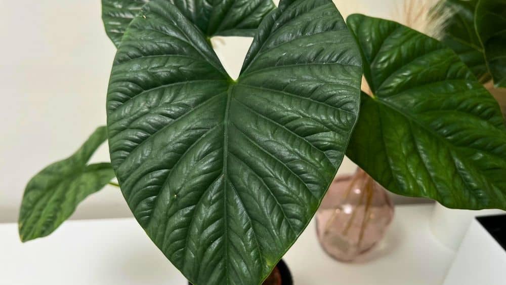 Alocasia Lukiwan care example showing close-up of healthy, textured leaves grown indoors