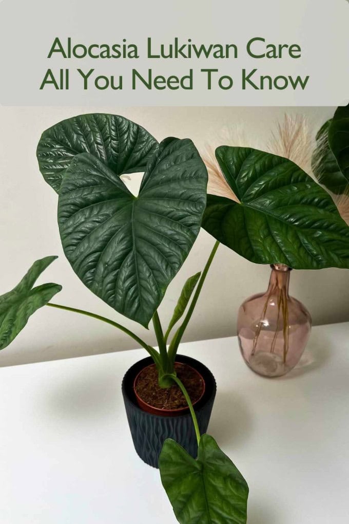 Alocasia Lukiwan Care
All You Need To Know