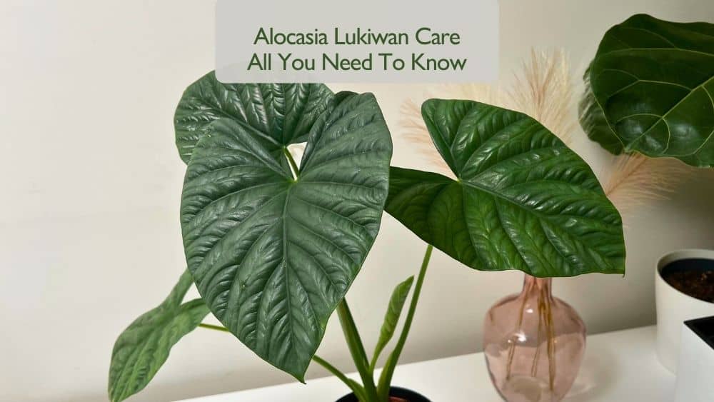 Alocasia Lukiwan care guide showing healthy, mature Alocasia Lukiwan leaves growing indoors in bright light