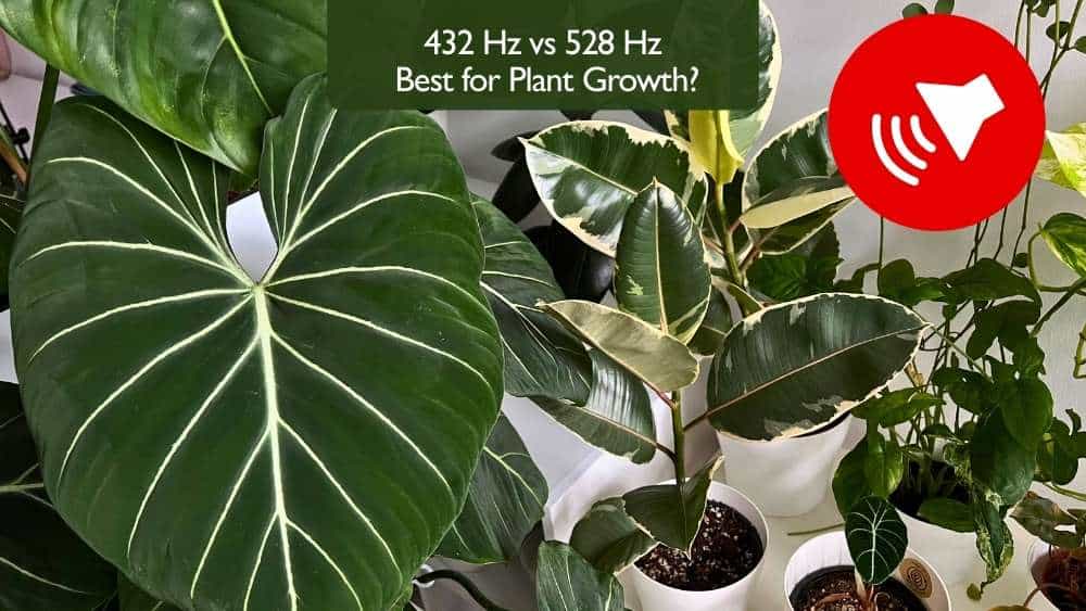 432 Hz vs 528 Hz – best frequency for plant growth