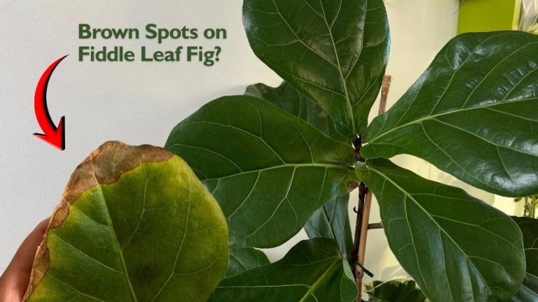 Fiddle leaf fig brown spots on leaf edges caused by watering stress
