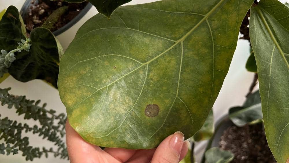 fiddle leaf fig brown spots on a single leaf