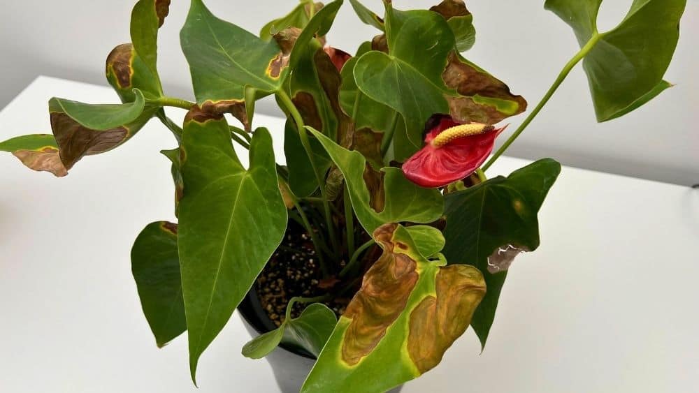 Laceleaf brown leaves with dry, crispy edges caused by humidity and watering issues