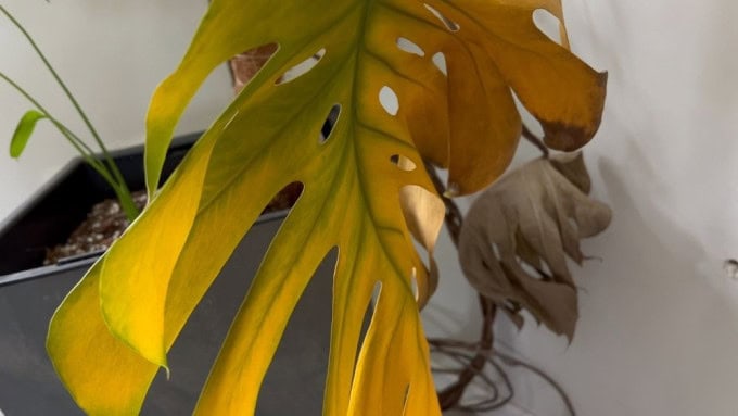 Monstera leaves turning yellow with brown edges and drooping leaf on indoor plant
