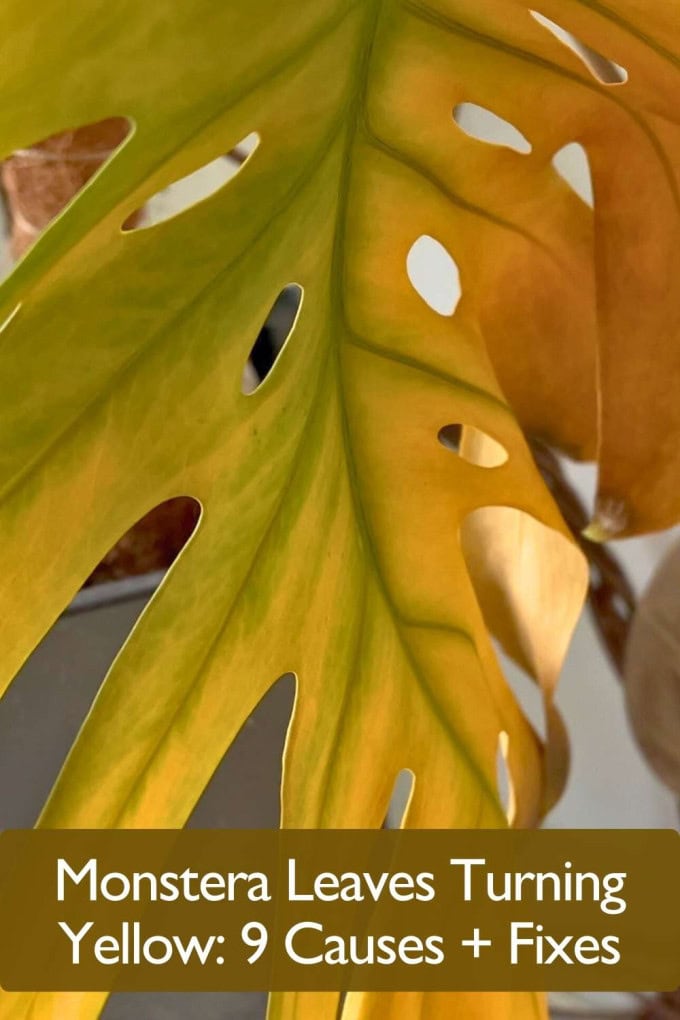 Monstera leaves turning yellow with brown edges and drooping leaf on indoor plant