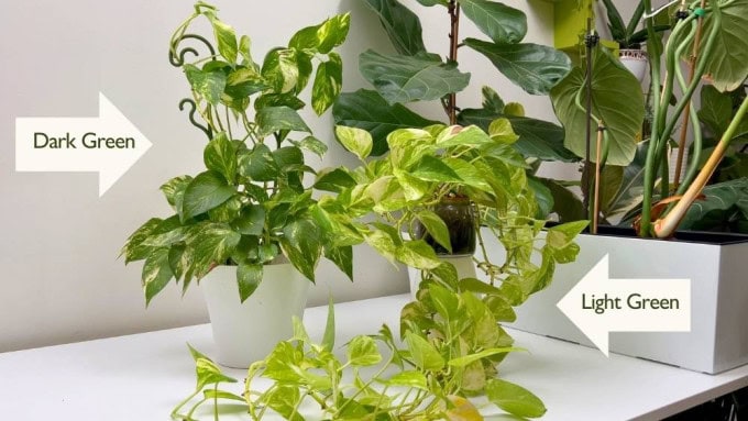 Pothos color difference showing dark green vs light green Golden Pothos leaves