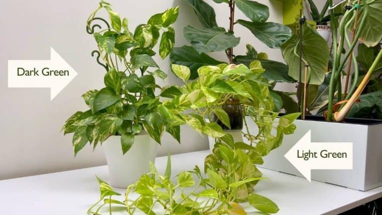 Pothos color difference showing dark green vs light green Golden Pothos leaves