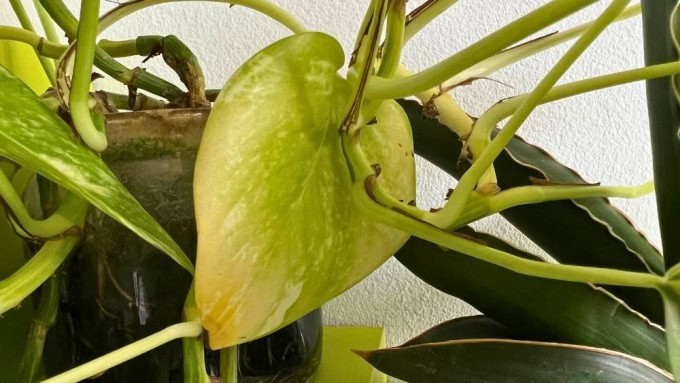 Pothos color difference with an old Golden Pothos leaf turning yellow