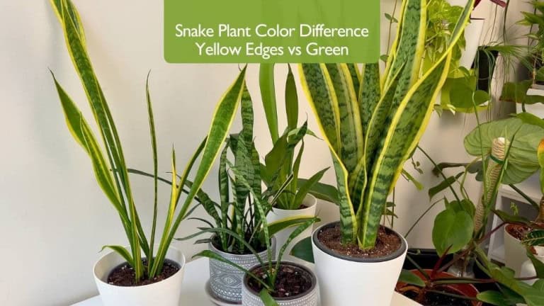 Snake plant color difference showing yellow edges vs green leaves in different indoor light conditions