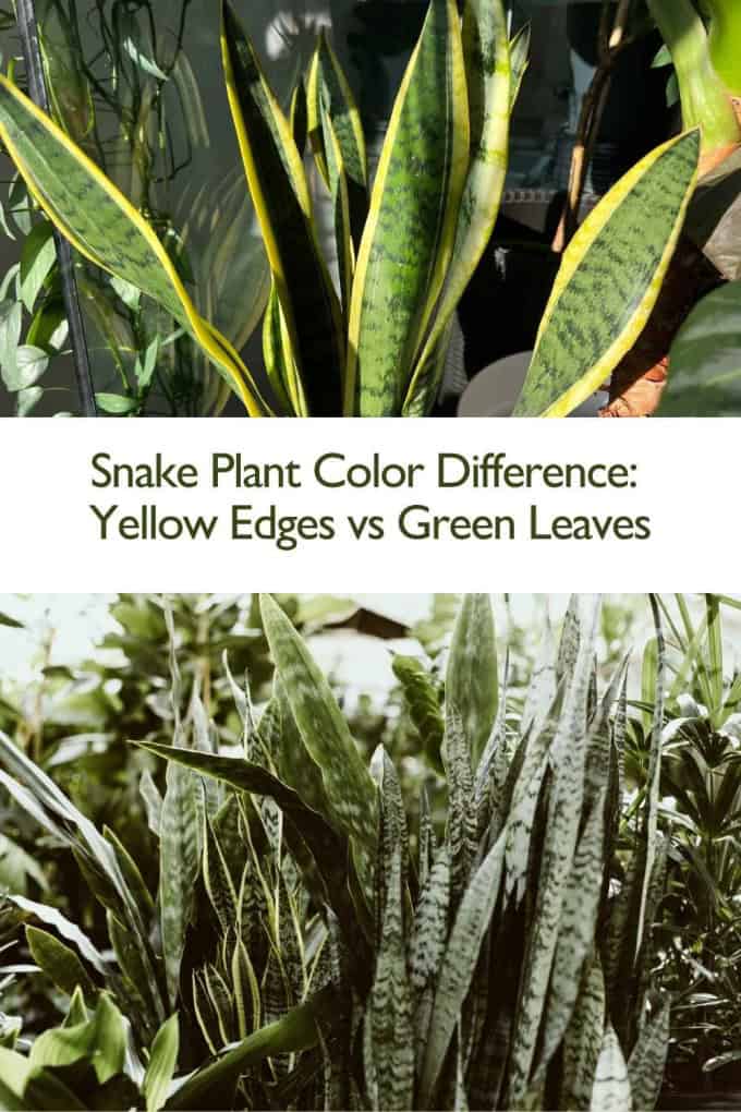 Snake plant color difference is easiest to spot in bright light — yellow edges and variegation become much more visible compared to greener leaves.