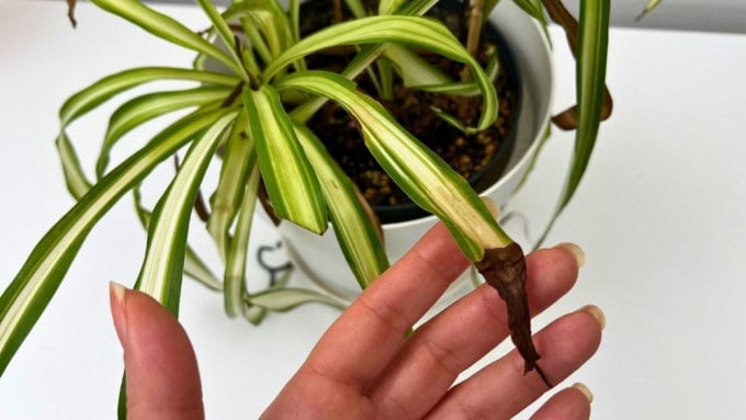 Spider plant brown tips on a variegated spider plant leaf close-up